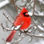 In the Spirit of Healing Albany NY - Cardinal on Branch in Winter